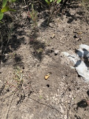 Leptuca leptodactyla