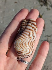 Arca zebra