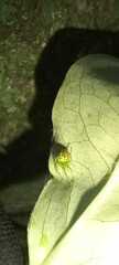 Araneus unanimus