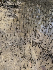 Leptuca leptodactyla