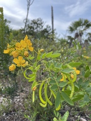 Senna chapmanii