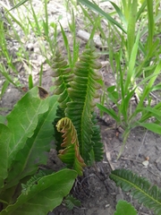 Blechnum penna-marina
