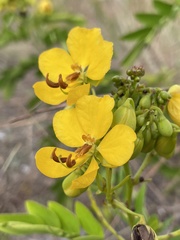 Senna chapmanii