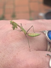 Miomantis caffra