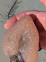 Aplidium stellatum