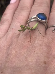 Miomantis caffra