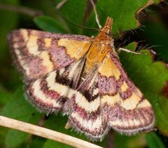 Pyrausta ostrinalis