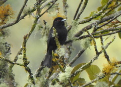 Knipolegus cyanirostris