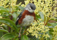 Castanozoster thoracicus