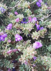 Eremophila weldii
