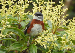 Castanozoster thoracicus