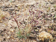 Bouteloua trifida