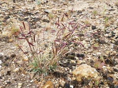 Bouteloua trifida