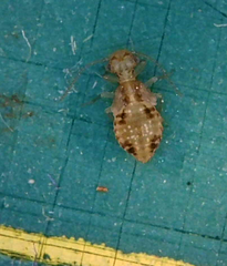 Cerobasis