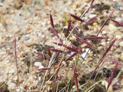 Bouteloua trifida