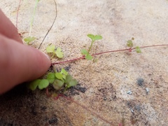 Pterostegia drymarioides