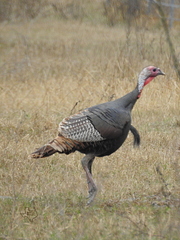 Meleagris gallopavo intermedia