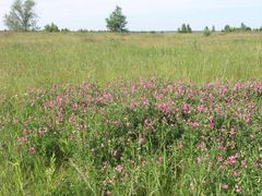 Lathyrus tuberosus