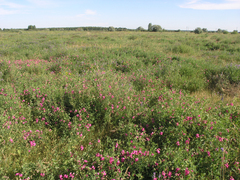 Lathyrus tuberosus