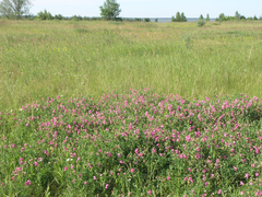 Lathyrus tuberosus
