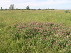 Lathyrus tuberosus