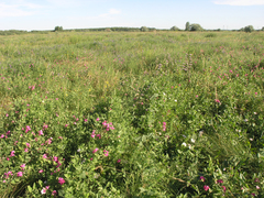 Lathyrus tuberosus