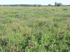 Lathyrus tuberosus