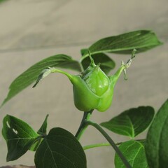 Contarinia negundinis