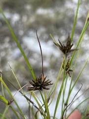 Cyperus fuligineus