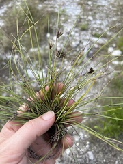 Cyperus fuligineus
