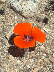 Calochortus kennedyi