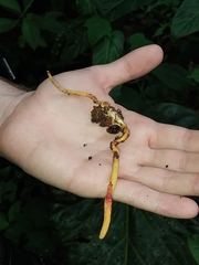 Ophiocordyceps melolonthae