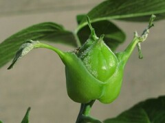 Contarinia negundinis