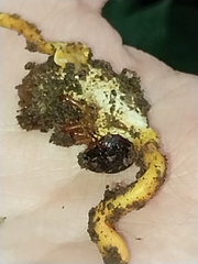 Ophiocordyceps melolonthae