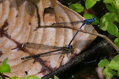 Argia variegata