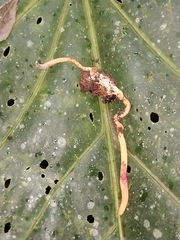 Ophiocordyceps melolonthae