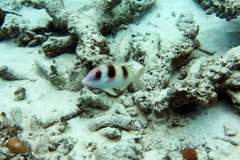 Parupeneus crassilabris