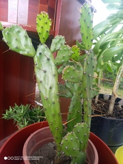 Opuntia inaperta