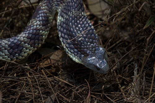 Tiger Snake sighting