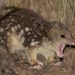 Spotted-tailed Quoll - Photo (c) nhaass, some rights reserved (CC BY-NC)