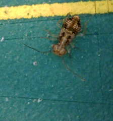 Cerobasis