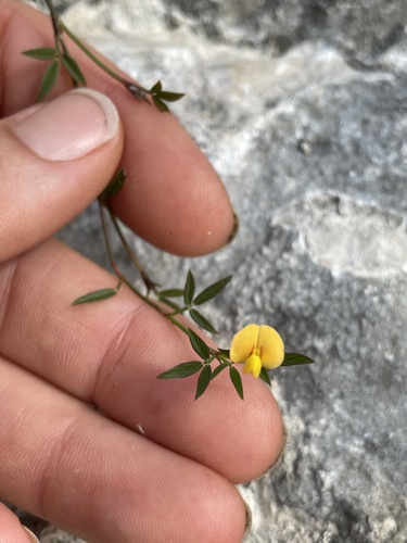 Stylosanthes calcicola observed 2021-10-29