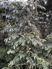 Glochidion acuminatum