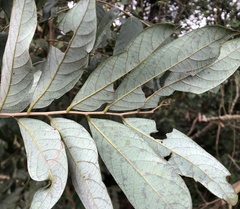 Glochidion acuminatum
