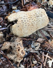 Callyspongia