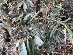 Glochidion acuminatum