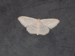 Scopula optivata