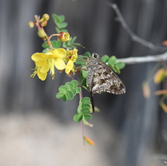 Thorybes dorantes calafia