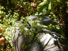 Stenanthium gramineum