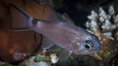 Nectamia savayensis